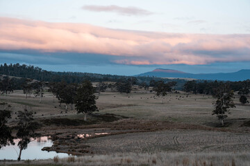 aerial view, top down over tree and shrubs, of the Australian bush. forest in Australia.
