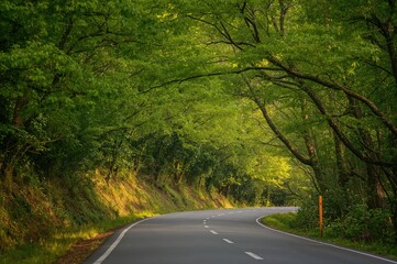 Fototapeta premium Greenery Surrounding a Flooded Metasequoia Pathway