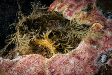 Underwater macro photography nudibranch at sea floor close up marine life in SCUBA diving in Indonesia