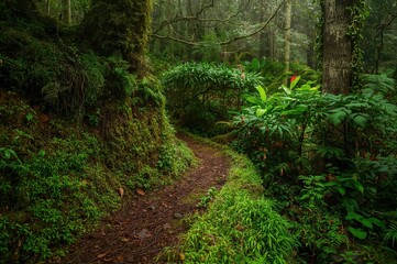 Fototapeta premium Dense Verdant Pathway Covered in Moss and Foliage