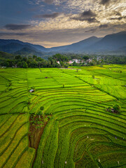 Obraz premium Beautiful morning view indonesia panorama landscape paddy fields with beauty color and sky natural light