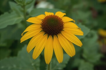 Fototapeta premium Bright yellow coneflower in bloom, showcasing natural floral beauty.