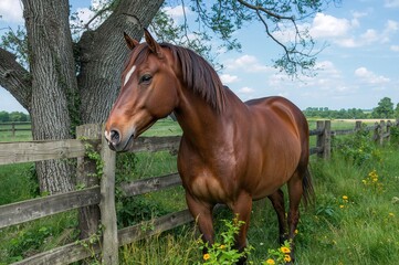 Fototapeta premium Noble steed beside an old wooden barrier in a tranquil meadow with a calm tree behind it