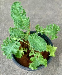 Fresh vibrant kale plant growing in a pot
