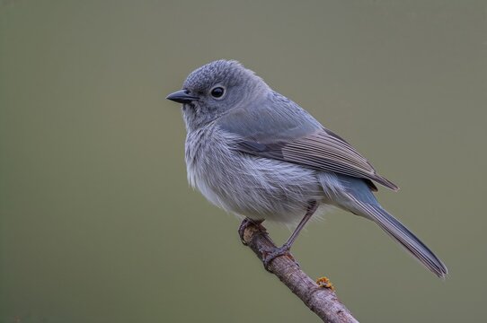 Grey Fantail