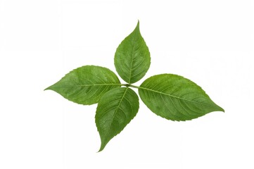 Green betel leaves arranged decoratively on a white backdrop with a clipping path.