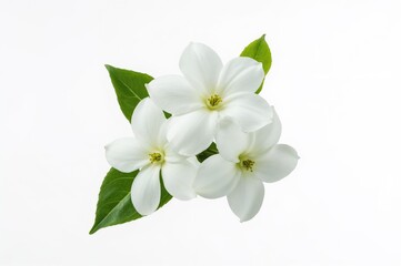 Obraz premium White jasmine flowers isolated on a plain white background