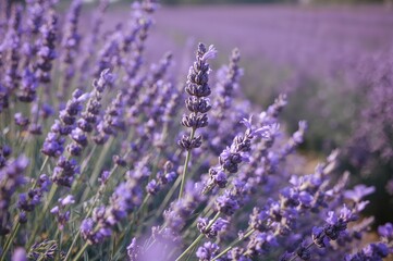 Obraz premium Close-up of a Blooming Lavender Flower in a Garden Setting