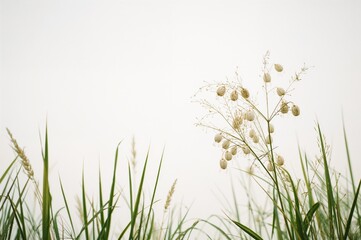 Isolated natural backdrop featuring green young plants and white grains