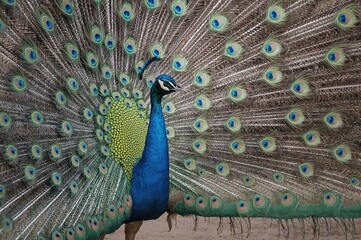 Obraz premium The Vibrant Male Peacock Displays Its Feathers to Catch the Eye of the Female During Mating Season