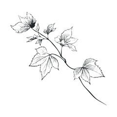 Elegant botanical vine with delicate leaves for decorative design. Vector hand drawn illustration