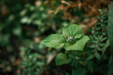 Fototapeta premium Herbaceous Gotu Kola Growing Outdoors