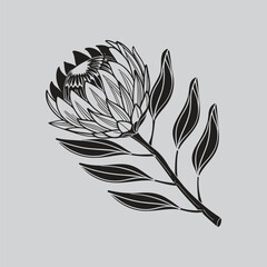 Detailed Strawflower Flower Sketch Design