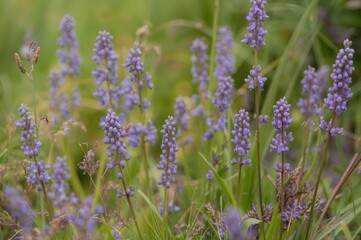 Fototapeta premium Purple blossoms and green grass backdrop in spring garden