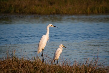 Fototapeta premium Large White Heron with Chick, Ardea alba Species