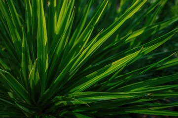 Lush tropical plants in a sunny garden setting