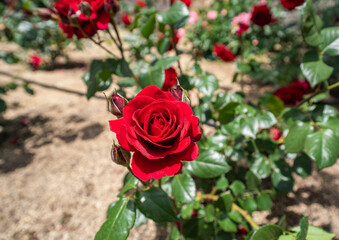初夏の日差しに映える、赤いバラの花