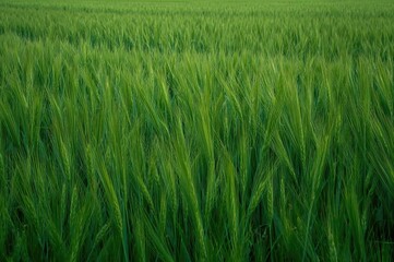 Lush crop field under natural light, showcasing vibrant green plants and scenic environment