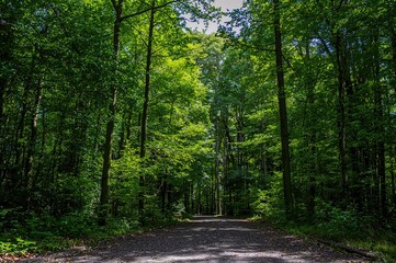 Fototapeta premium Forest gateway illuminated by sunlight