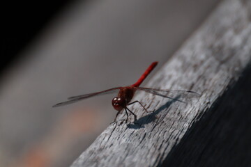 Red Dragon Fly