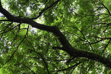 Green tree branches and lush foliage in a sun-dappled forest in the summer