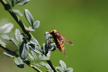 Tachanid fly