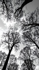 Obraz premium A black and white perspective of bare trees reaching towards a cloudy sky.
