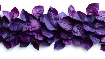 Fresh purple basil leaves arranged in horizontal line on white background, isolated herb border pattern for culinary and design projects.