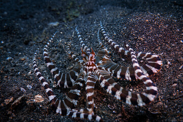 Mimic octopus with black white stripe tentacle walk on sea floor by underwater macro photo in scuba diving trip travel in Lembeh, Indonesia © Sync