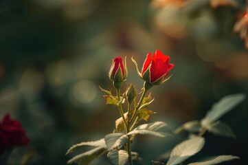 Freshly blossomed small roses with crimson petals and delicate green stalks.