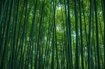 Naklejka premium Lush bamboo grove with vibrant greenery - artistic Asian-inspired design featuring bamboo branches and natural elements