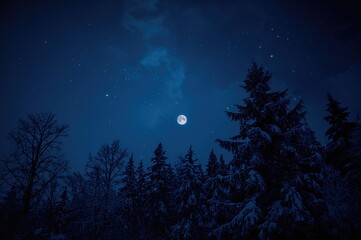 Enchanting midnight forest with full moon and frosty winter scene