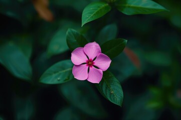Vibrant Pink Periwinkle Blossom, Catharanthus roseus, Also Known as Graveyard Plant and Old Maid, Annual Vinca multiflora from Apocynaceae Family