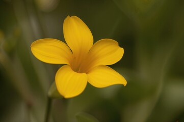 Obraz premium Detailed shot of a yellow alstroemeria blossom against a soft green leafy backdrop