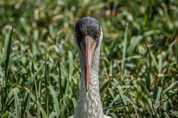 Detailed shot of a female stork with distinctive saddle bill and bright yellow eyes