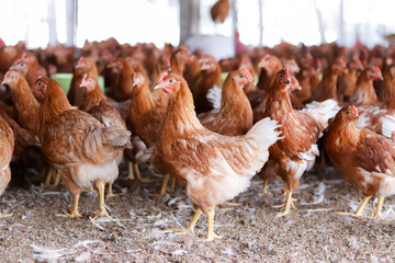 A lot of brown chicken in chicken farm