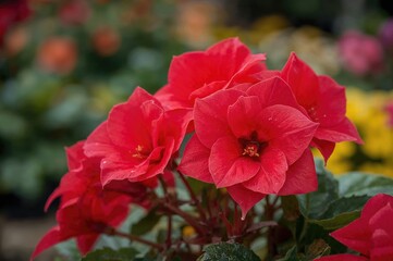 Detailed View of Scarlet Begonias
