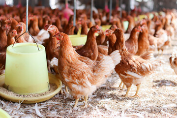 A lot of brown chicken in chicken farm © maybeiii