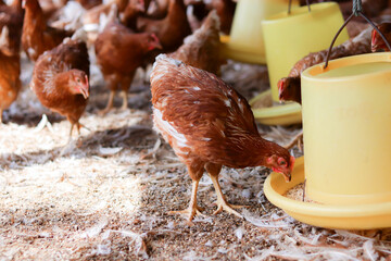 The chicken is eating food in the farm. © maybeiii