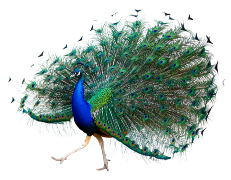 Peacock Walking with Tail Partially Open, Angled Perspective, isolated on transparent background png