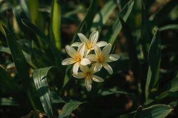 Soft Yellow Clivia Cirtina Flower