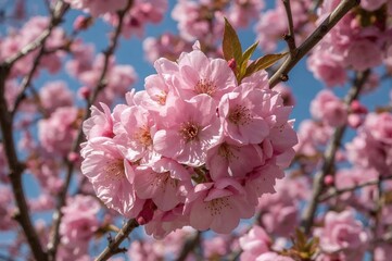 Detailed view of pink flowers blooming on a fruit tree during spring under a clear blue sky.