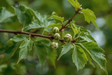 Detailed view of a branch from a maple tree showing flower buds in spring.