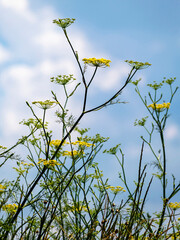 View of wild Fennel Flowers looking up into blue sky
