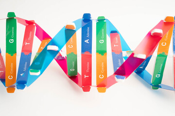 DNA molecule spiral structure model isolated on white background, chromosome and gene chemical...
