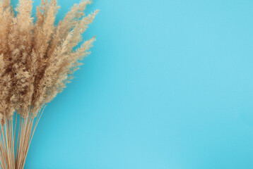Pampas grass on left side of soft blue background with empty right side for copy space. Minimal,...
