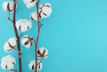 Cotton branch with fluffy white flowers on blue background, left side composition with copy space...