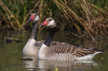 Fototapeta premium Wild Greylag Goose in a Protected Wetland Area