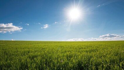 Lush green meadow beneath a clear blue sky on a radiant summer afternoon.
