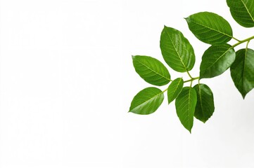 Fresh green foliage on a white background summer theme, nature, spring, white, green, plant, growth collection